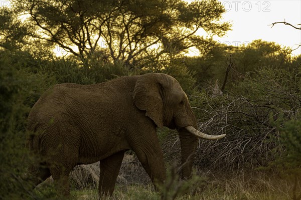 African elephant