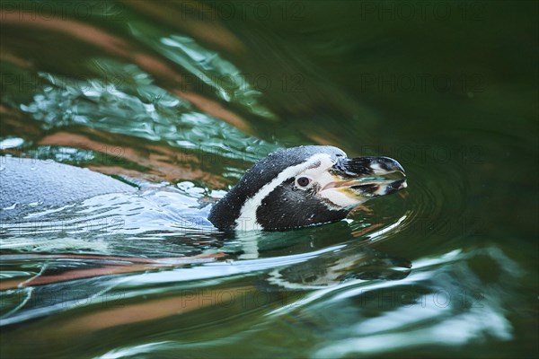 Humboldt penguin