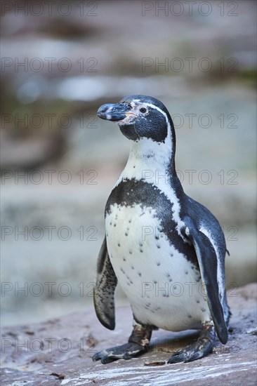 Humboldt penguin