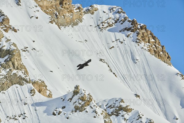 Yellow-billed chough