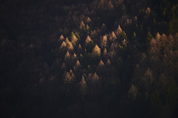 Spotlight from the sun on European larch