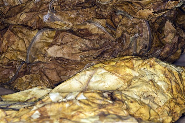 Fermented leaves of Virginia cultivated tobacco