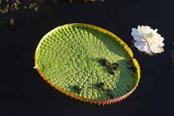 Amazon water lily