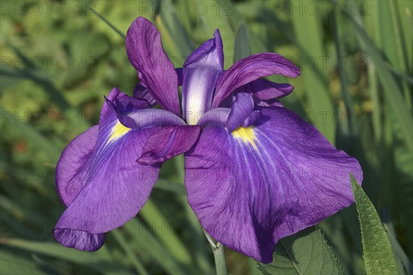 Japanese iris