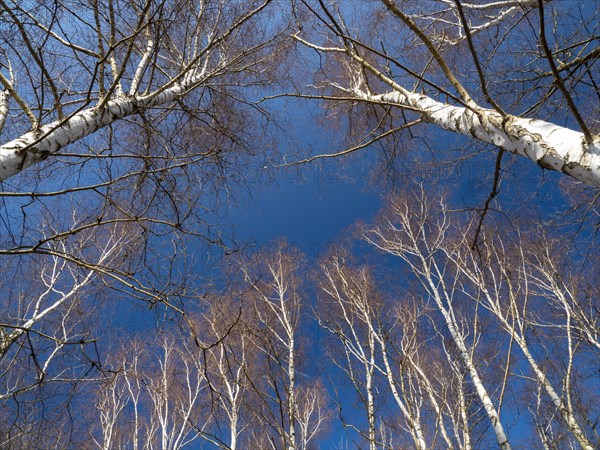 Warty birch