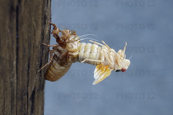 Pharaoh cicada