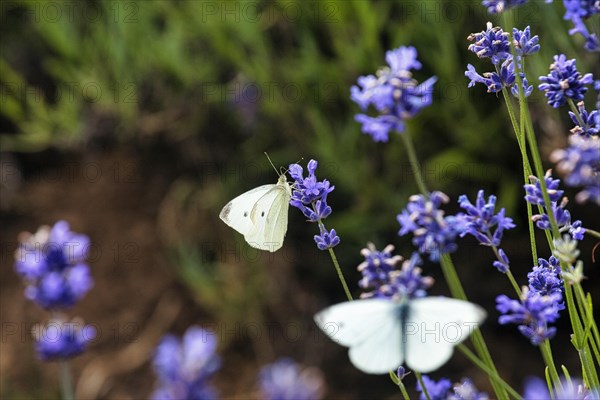 Cabbage butterfly