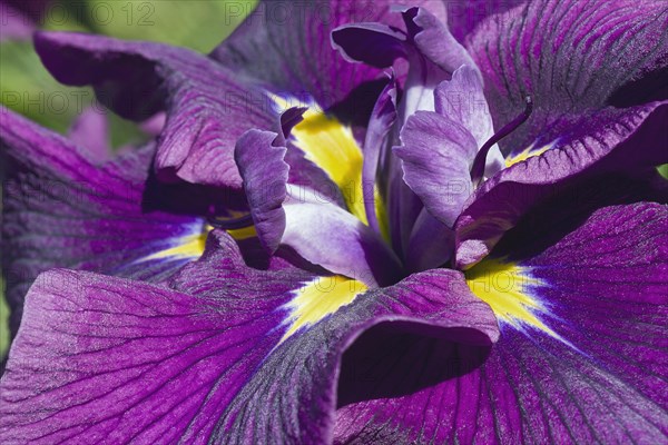 Silverband Iris