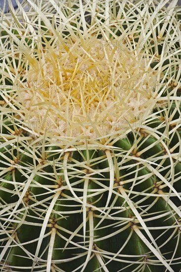 Golden barrel cactus