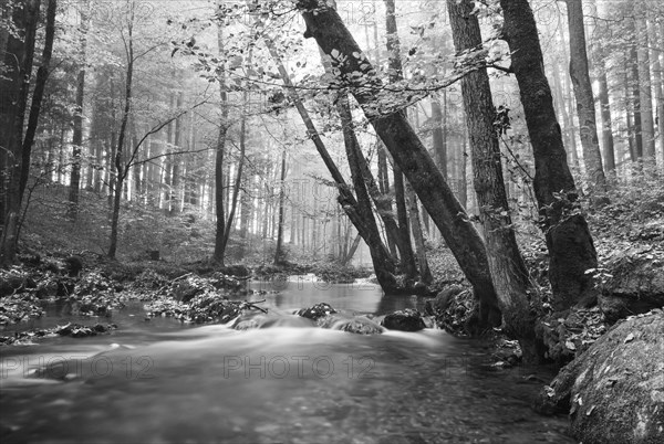 Zellerache flows through autumn forest in morning mist