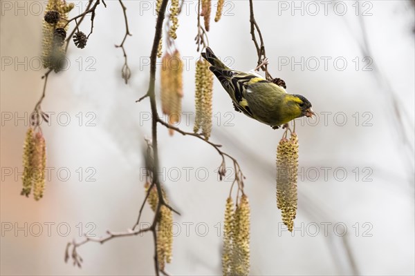 Eurasian siskin