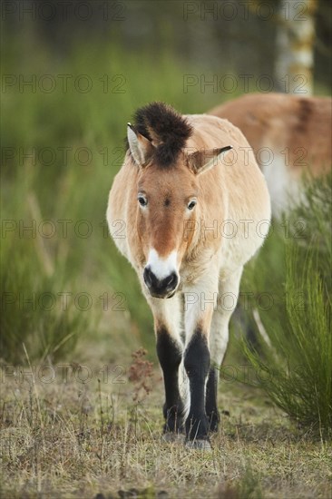 Przewalski's horse