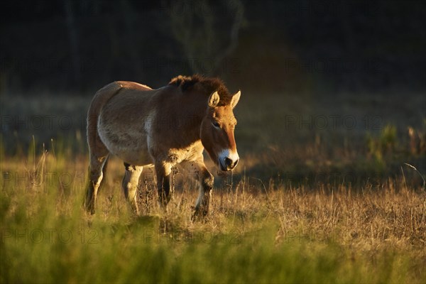 Przewalski's horse