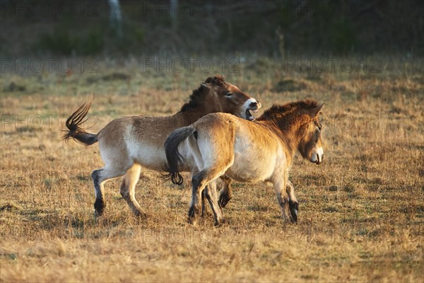 Przewalski's horse