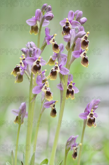 Sawfly orchid