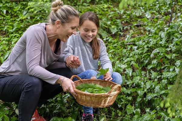 Mother and daughter picking ramsons