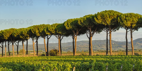 Avenue of maritime pine trees near Bolgheri