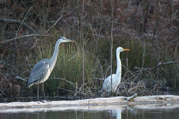 Grey heron