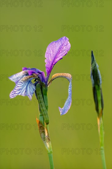 Siberian iris