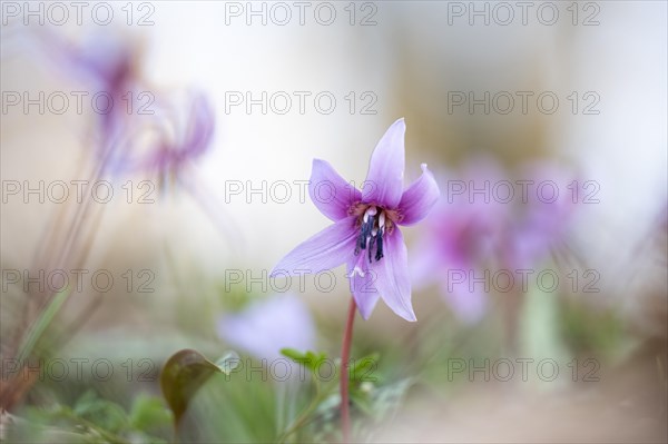 Flowering dog's tooth violet