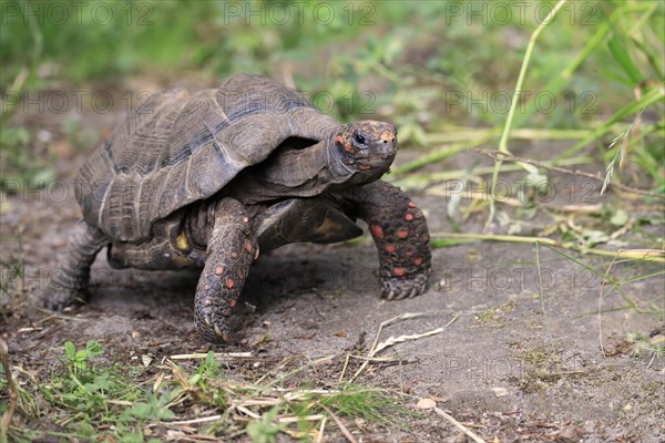 Red-footed tortoise