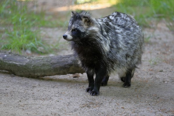 Raccoon dog