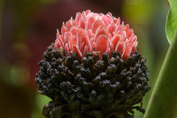 Flower of a ginger plant