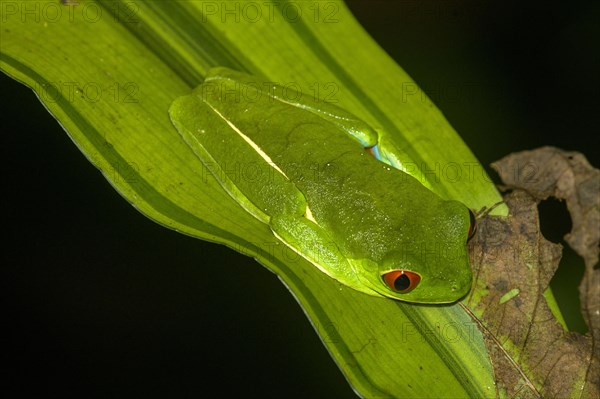 Red-eyed tree frog