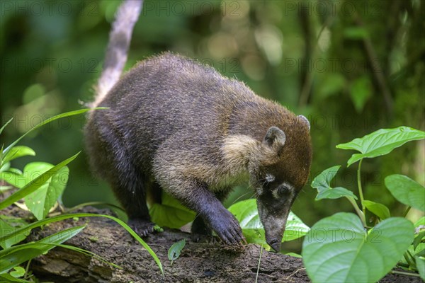 White nosed coati