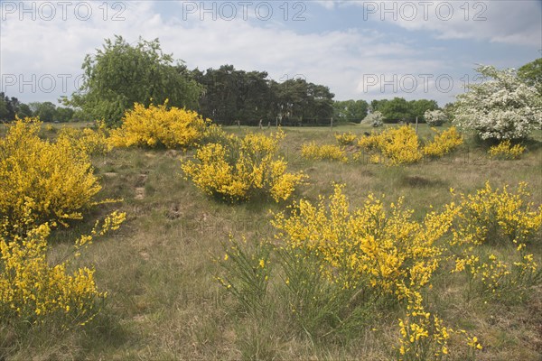 Common broom