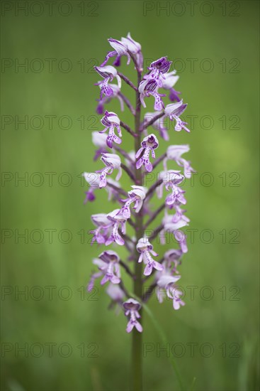 Military orchid