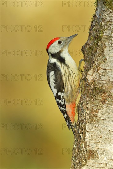 Middle spotted woodpecker