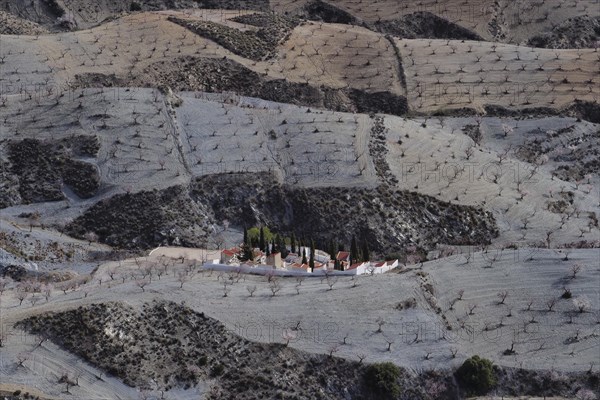 Supervision of cemetery in the valley of an almond plantation in front of flowering