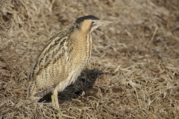 Eurasian bittern