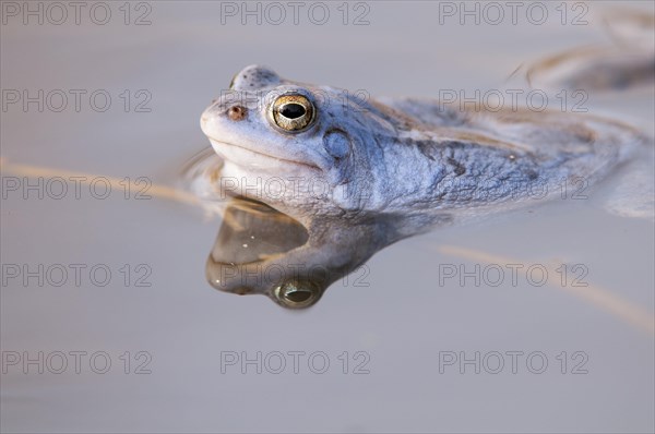 Moor frog