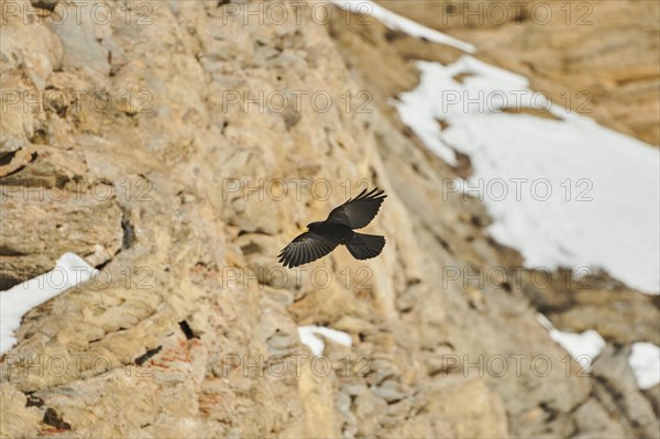 Yellow-billed chough