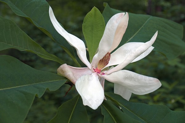 Bigleaf magnolia