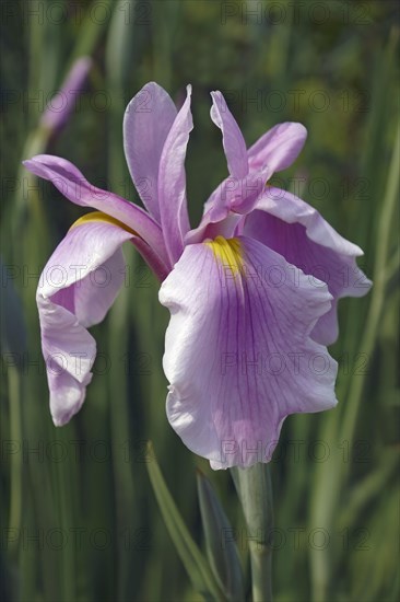 Rose Queen Iris