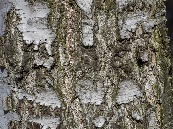 Bark of a warty birch