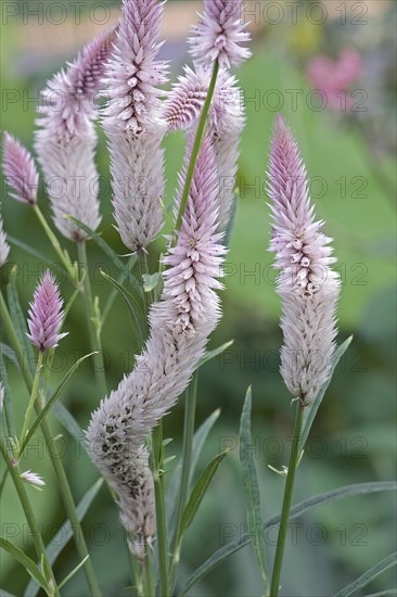 Wheat celosia