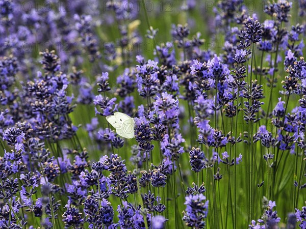 Lavender flower