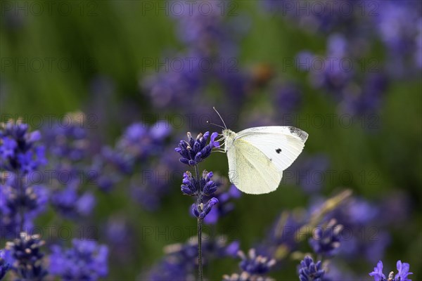 Cabbage butterfly