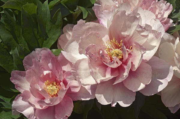 Chinese peony