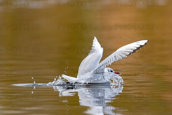 A black-headed gull making a belly landing