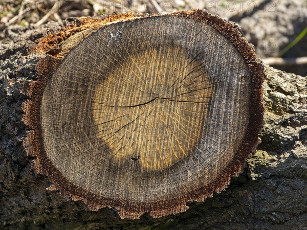 Cross-section of a felled tree at the Elbauen