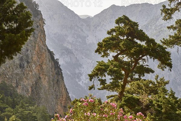 Spring in Crete