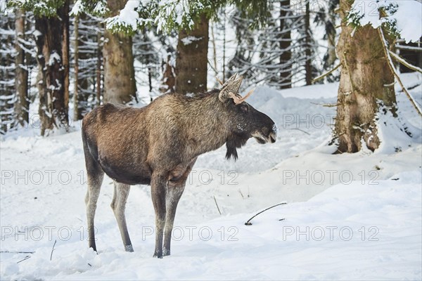 European elk