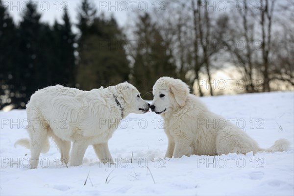 Kuvasz and Podlahanski sitting in the snow sniffing each other