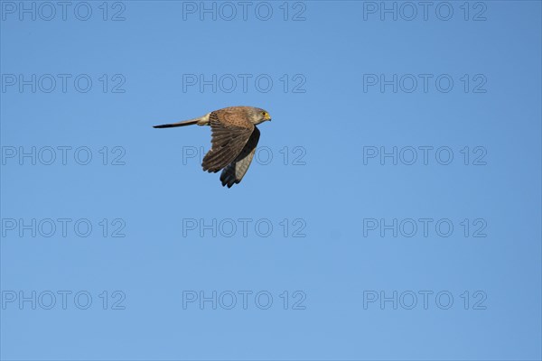 Common kestrel