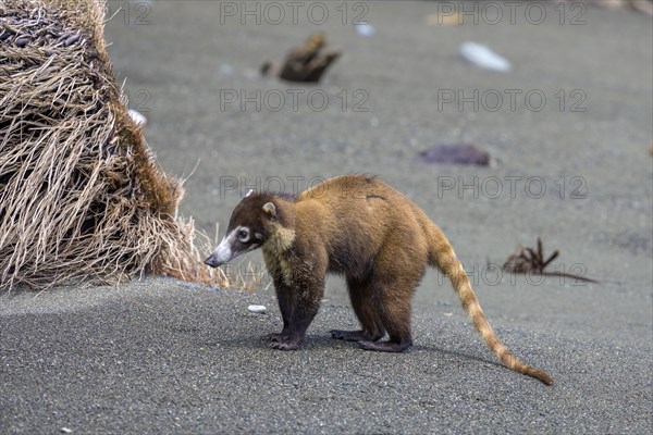 White nosed coati